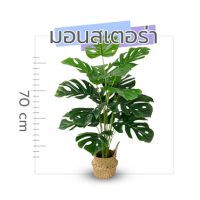 Monstera