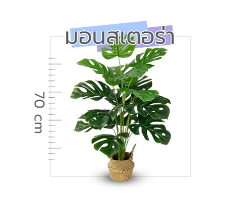 Monstera