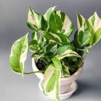 Plant 225x225